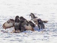 Buteo buteo 108, Buizerd, Saxifraga-Mark Zekhuis