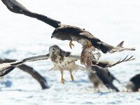 Buteo buteo 110, Buizerd, Saxifraga-Mark Zekhuis