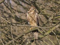 Buteo buteo 114, Buizerd, Saxifraga-Martin Mollet