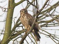 Buteo buteo 116, Buizerd, Saxifraga-Martin Mollet