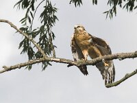 Buteo buteo 118, Buizerd, juvenile, Saxifraga-Martin Mollet