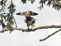 Buteo buteo 124, Buizerd, juvenile, Saxifraga-Martin Mollet