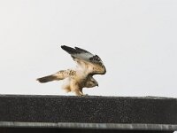 Buteo buteo 126, Buizerd, juvenile, Saxifraga-Martin Mollet