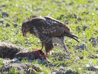 Buteo buteo 13, Buizerd, Saxifraga-Martin Mollet