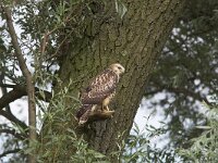 Buteo buteo 130, Buizerd, juvenile, Saxifraga-Martin Mollet