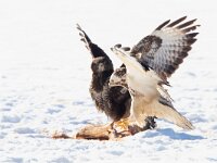 Buteo buteo 138, Buizerd, Saxifraga-Mark Zekhuis