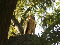 Buteo buteo 139, Buizerd, juvenile, Saxifraga-Martin Mollet