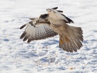 Buteo buteo 141, Buizerd, Saxifraga-Mark Zekhuis