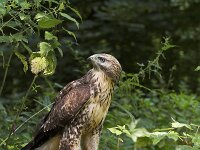 Buteo buteo 146, Buizerd, Saxifraga-Martin Mollet