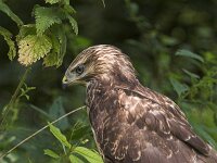 Buteo buteo 148, Buizerd, Saxifraga-Martin Mollet