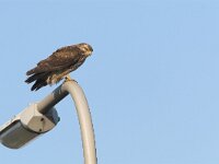 Buteo buteo 150, Buizerd, Saxifraga-Martin Mollet