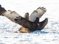 Buteo buteo 152, Buizerd, Saxifraga-Mark Zekhuis