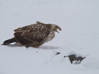 Buizerd : Buteo buteo