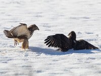 Buteo buteo 163, Buizerd, Saxifraga-Mark Zekhuis