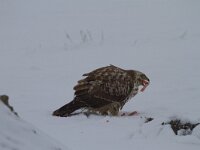 Buteo buteo 165, Buizerd, Saxifraga-Jan Nijendijk
