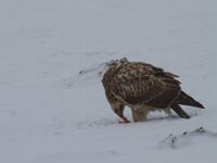 Buteo buteo 168, Buizerd, Saxifraga-Jan Nijendijk