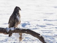 Buteo buteo 171, Buizerd, Saxifraga-Mark Zekhuis