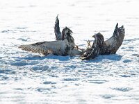 Buteo buteo 172, Buizerd, Saxifraga-Mark Zekhuis