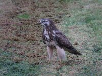 Buteo buteo 187, Buizerd, Saxifraga-Henk Sierdsema