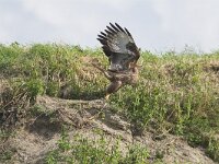 Buteo buteo 19, Buizerd, Saxifraga-Martin Mollet