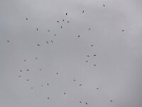Buteo buteo 190, Buizerd, Saxifraga-Mark Zekhuis