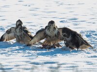 Buteo buteo 194, Buizerd, Saxifraga-Mark Zekhuis