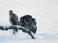 Buteo buteo 196, Buizerd, Saxifraga-Mark Zekhuis