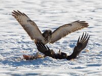 Buteo buteo 206, Buizerd, Saxifraga-Mark Zekhuis