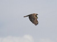 Buteo buteo 21, Buizerd, Saxifraga-Martin Mollet