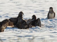 Buteo buteo 210, Buizerd, Saxifraga-Mark Zekhuis