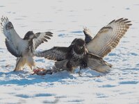 Buteo buteo 215, Buizerd, Saxifraga-Mark Zekhuis