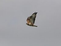 Buteo buteo 22, Buizerd, Saxifraga-Martin Mollet