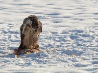 Buteo buteo 222, Buizerd, Saxifraga-Mark Zekhuis