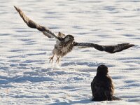 Buteo buteo 223, Buizerd, Saxifraga-Mark Zekhuis