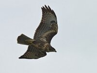Buteo buteo 237, Buizerd, Saxifraga-Tom Heijnen