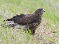 Buteo buteo 34, Buizerd, Saxifraga-Martin Mollet