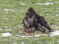 Buteo buteo 35, Buizerd, Saxifraga-Mark Zekhuis