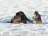 Buteo buteo 47, Buizerd, Saxifraga-Mark Zekhuis