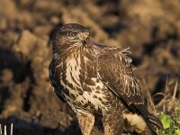 Buteo buteo 55, Buizerd, Saxifraga-Martin Mollet