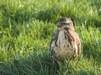 Buteo buteo 63, Buizerd, Saxifraga-Martin Mollet