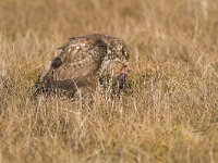 Buteo buteo 70, Buizerd, Saxifraga-Martin Mollet