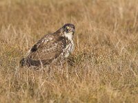 Buteo buteo 73, Buizerd, Saxifraga-Martin Mollet