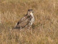 Buteo buteo 74, Buizerd, Saxifraga-Martin Mollet