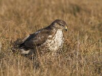 Buteo buteo 77, Buizerd, Saxifraga-Martin Mollet