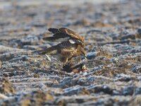 Buteo buteo 82, Buizerd, Saxifraga-Martin Mollet