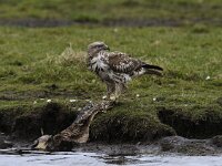 Buteo buteo 87, Buizerd, Saxifraga-Piet Munsterman
