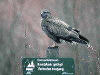 Buteo buteo 96, Buizerd, Saxifraga-Piet Munsterman