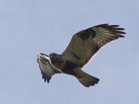 Buteo lagopus 10, Ruigpootbuizerd, Saxifraga-Mark Zekhuis