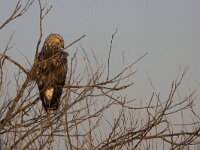 Buteo lagopus 12, Ruigpootbuizerd, Saxifraga-Mark Zekhuis