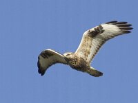 Buteo lagopus 15, Ruigpootbuizerd, Saxifraga-Mark Zekhuis